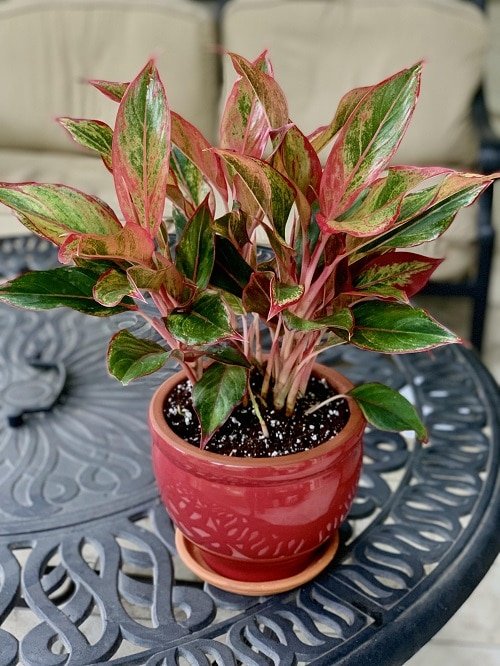 Affordable Houseplants You Can Get So Cheap! Even Free! 6