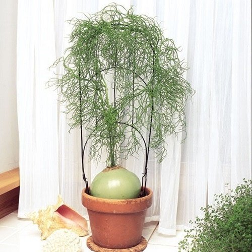 Unique Indoor Plants that Look Like Hair Strands 6