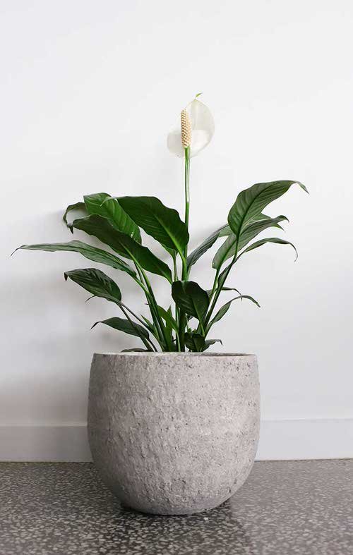 Types of Peace Lily 6