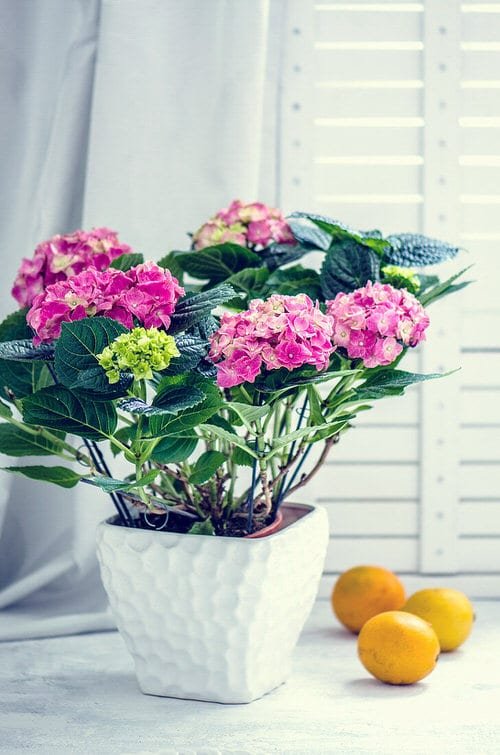 Pictures of Container Gardening with Hydrangeas 6