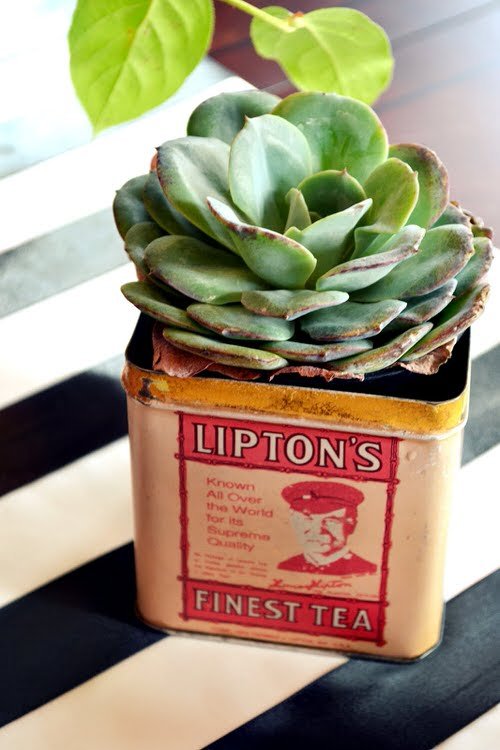 Old Tea Tins Turned Into Fabulous Indoor Plant Homes 6