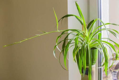 Awesome Spider Plant Pictures that Will Make You Its Super Fan 6