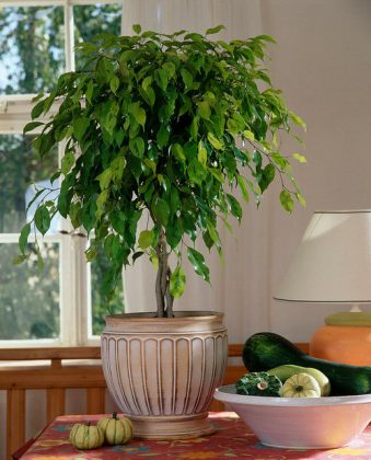 12 Indoor Plants that are Literally Oxygen Bombs | Balcony Garden Web