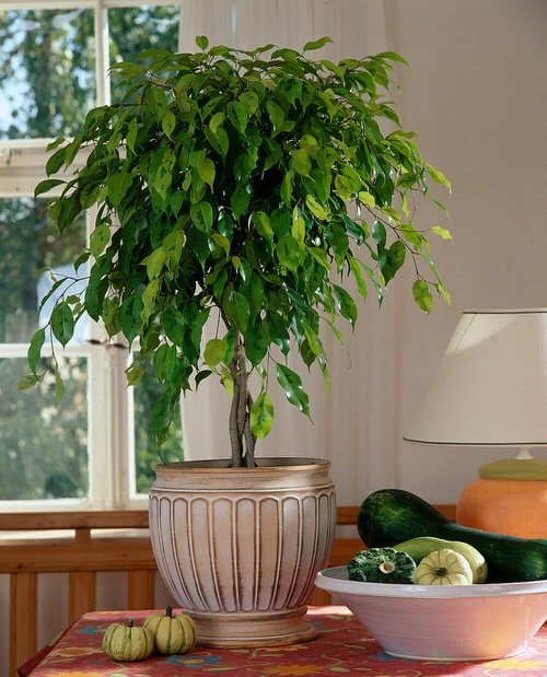Indoor Plants that are Literally Oxygen Bombs 6