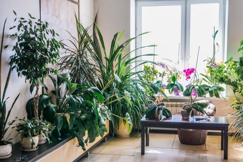 Stunning Indoor Plant Corners 6