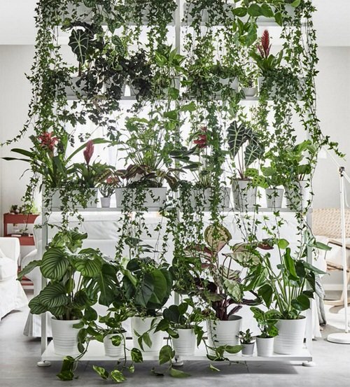 Outstanding Indoor Plants Room Divider Ideas