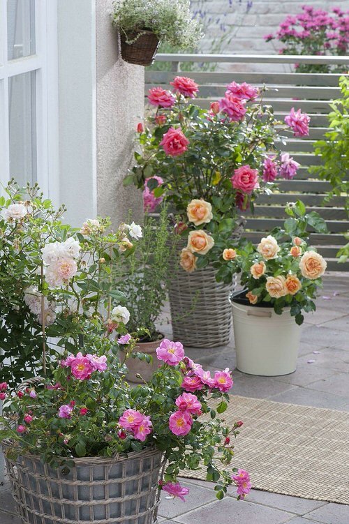 Balcony Rose Garden Pictures 7