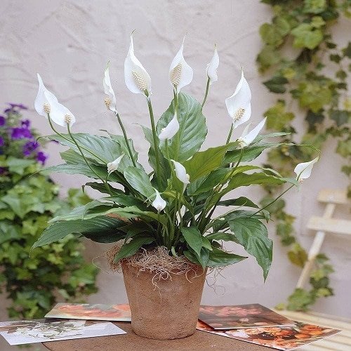 The Best Kinds of peace Lily