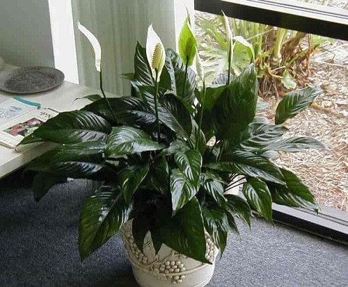 Types of Peace Lily 8
