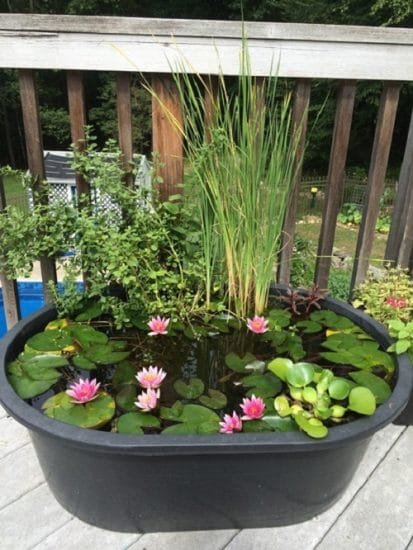 20 Miniature Water Lily Varieties for a Container Water Garden