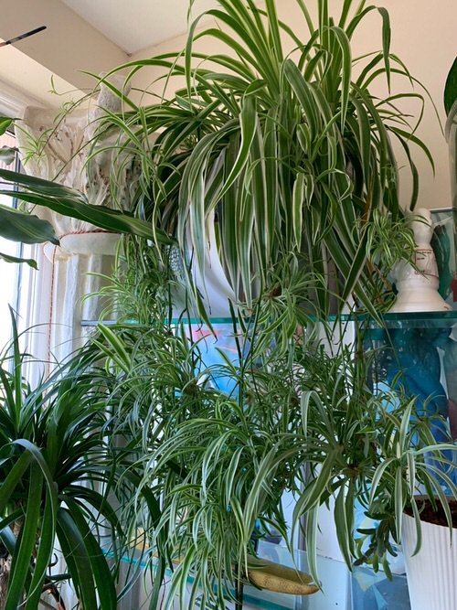 Awesome Spider Plant Pictures that Will Make You Its Super Fan 8