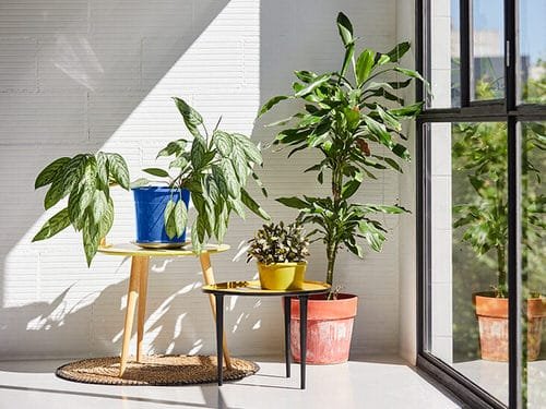 Stunning Indoor Plant Corners 8