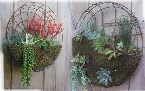 Succulent Garden Ideas 