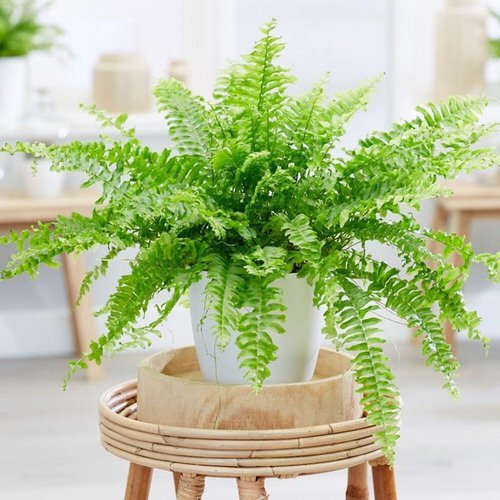 Most Exotic Ferns 9