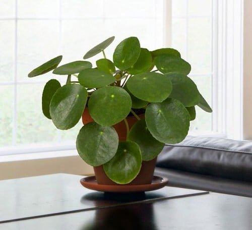 Chinese Money is a Perfect Tabletop House Plant 9