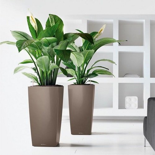 Types of Peace Lily 9