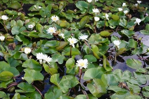 Miniature Water Lily Varieties 10