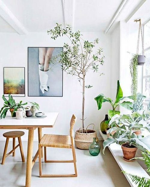 Pictures of House Plants in the Dining Room 10