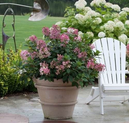 Pictures of Container Gardening with Hydrangeas 10