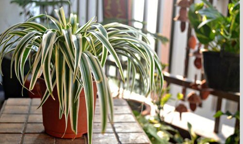 Awesome Spider Plant Pictures that Will Make You Its Super Fan 10