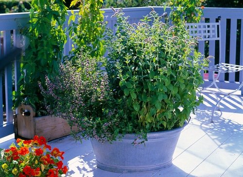 Essential Ingredients You Can Grow in Your Balcony for Powerful Tea