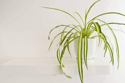 Awesome Spider Plant Pictures that Will Make You Its Super Fan