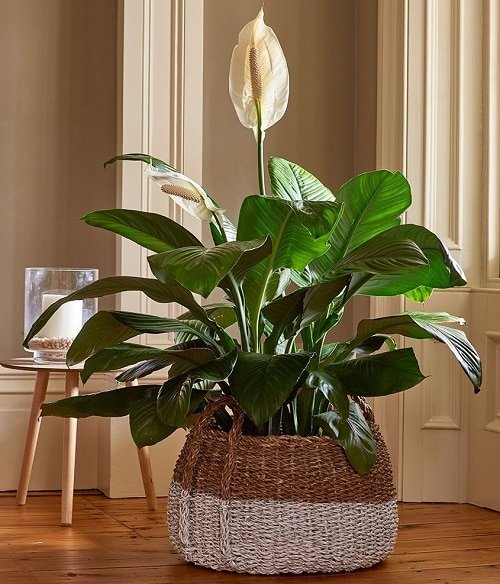 Best Types of Peace Lily for indoor