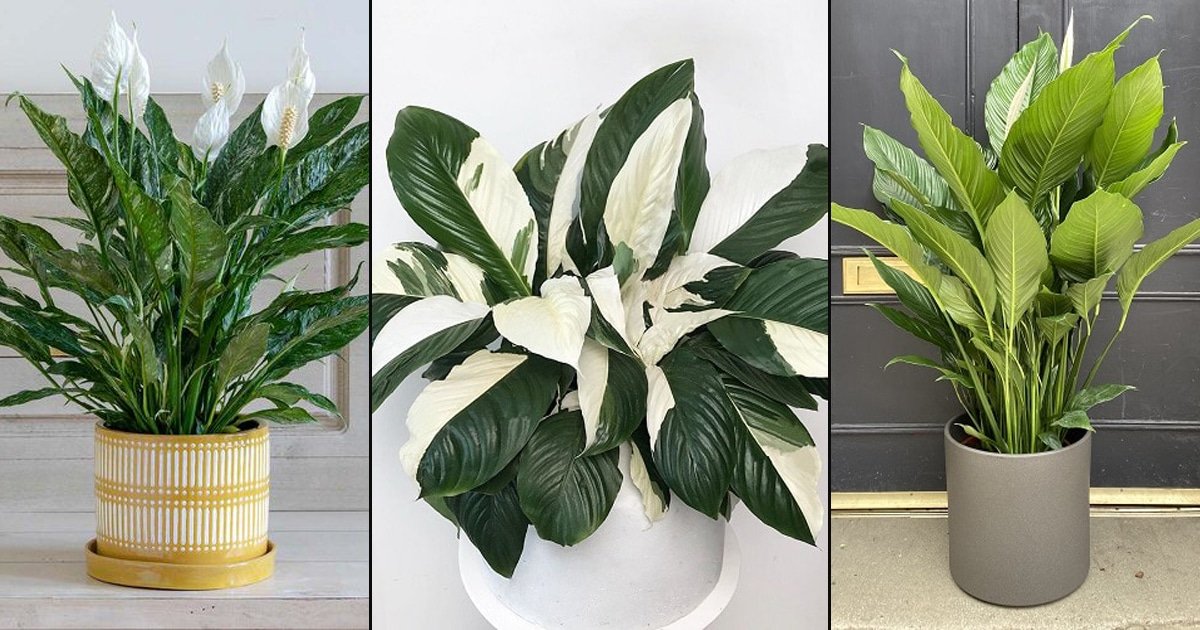 18 Best Types of Peace Lily | Spathiphyllum Varieties