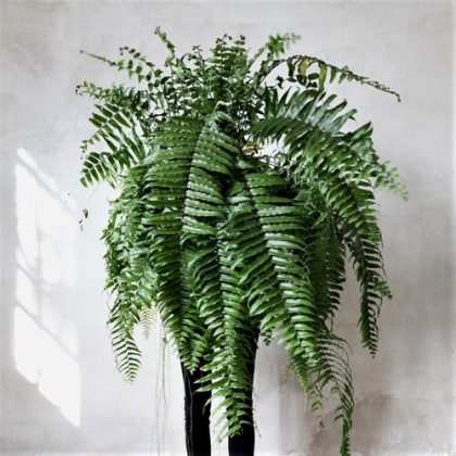 48 Most Beautiful Ferns To Grow | Best Ferns for Containers