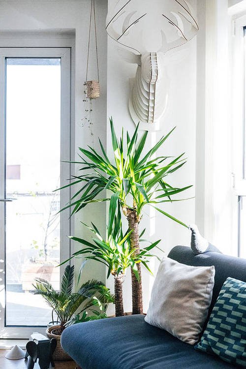 Stunning Indoor Plant Corners 10