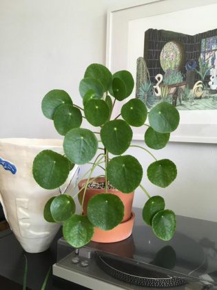 These Pictures Prove Chinese Money Plant is a Perfect Tabletop Houseplant