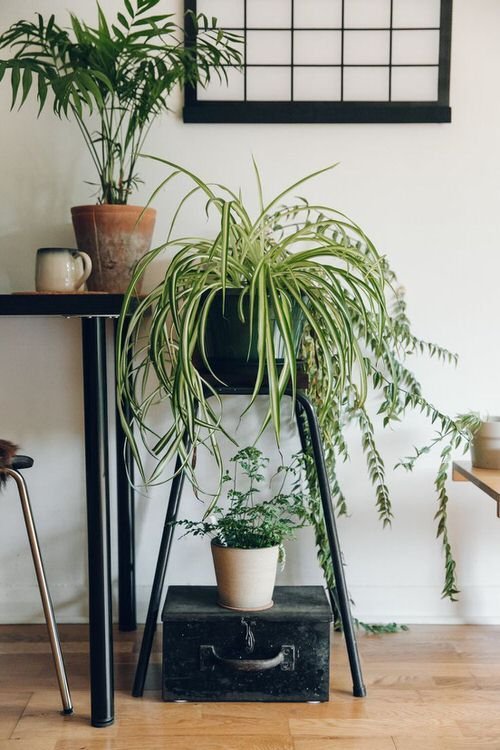 Awesome Spider Plant Pictures that Will Make You Its Super Fan 13
