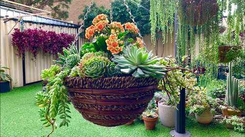 Succulent Hanging Garden Ideas