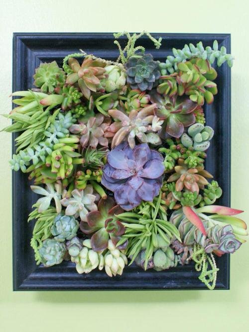 Succulent Picture Frame