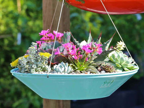  Beautiful Succulent Hanging Garden Ideas

