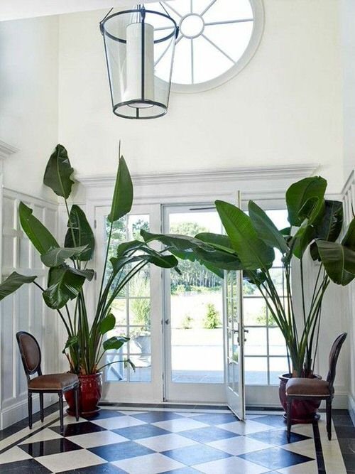 Stunning Indoor Plant Corners
