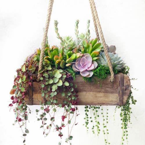 Succulents in a Wooden Box