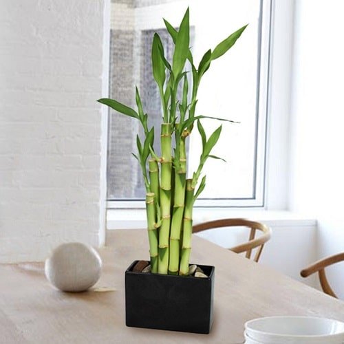 Plants You Can Keep on Your Desk for Good Luck 2