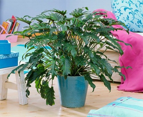 Indoor Plants that are Literally Oxygen Bombs 2