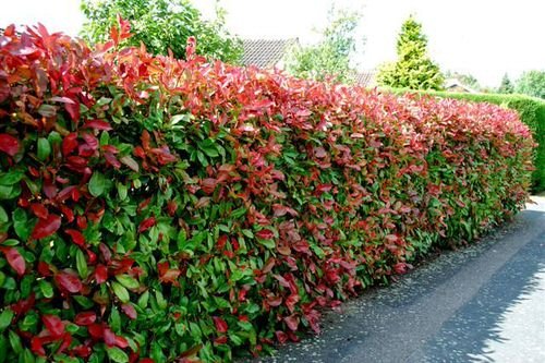 Plants You Can Grow Instead of a Fence for Privacy and Lush Green Look 2