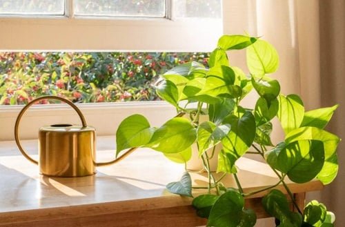 Houseplants that Grow Without Soil 2
