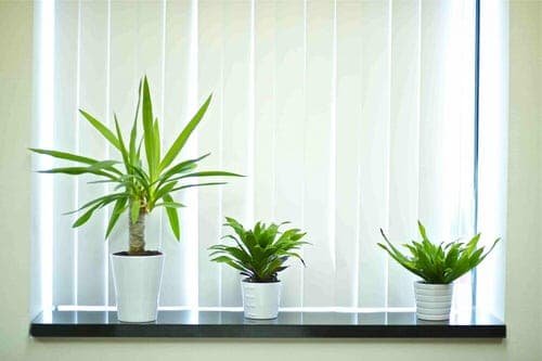 Important Tips for Indoor Plant Killers 2