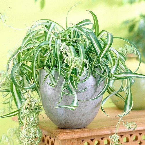 Unique Indoor Plants that Look Like Hair Strands 2