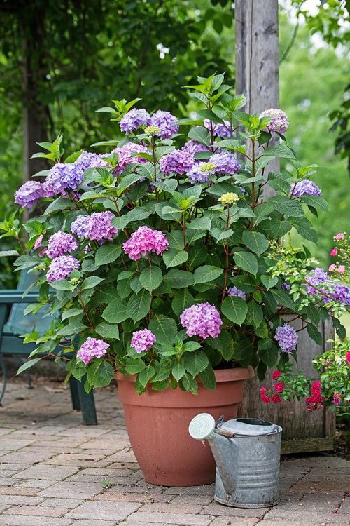 Pictures of Container Gardening with Hydrangeas 2