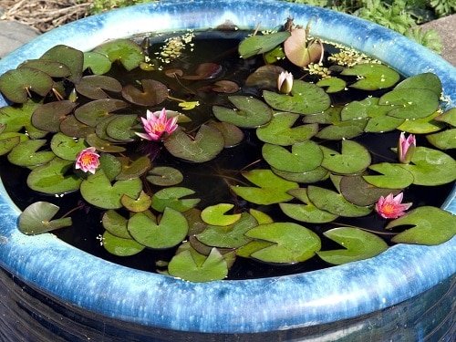 20 Miniature Water Lily Varieties for a Container Water Garden