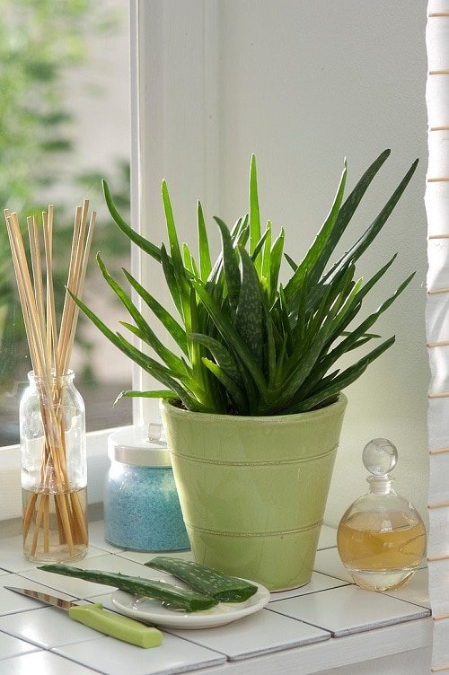 Affordable Houseplants You Can Get So Cheap! Even Free! 3
