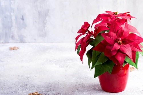 Cute and Romantic Indoor Plants 3
