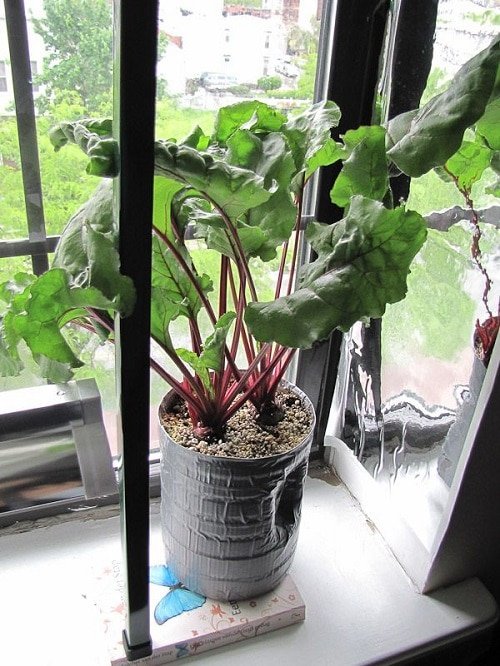 Kitchen Scraps that can Become Future Houseplants 3