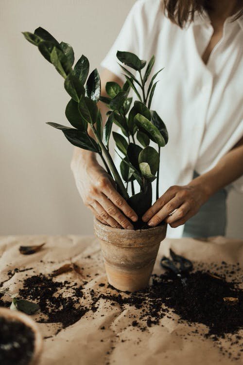 Important Tips for Indoor Plant Killers 3
