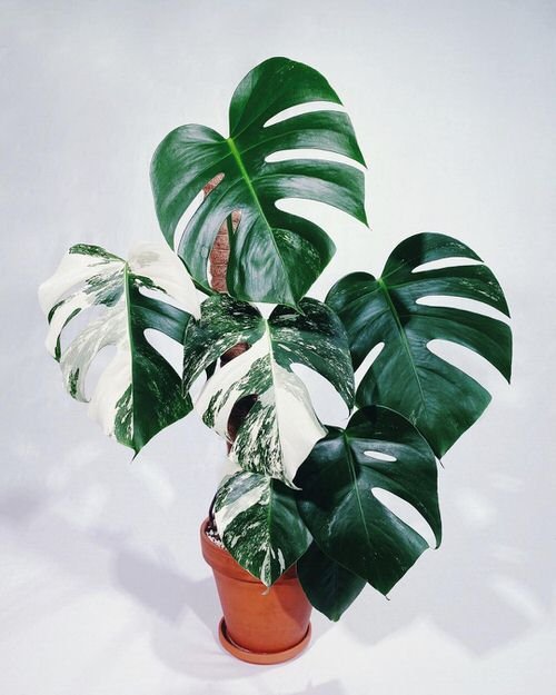 Indoor Plants with Fanciful Cut Foliage 2